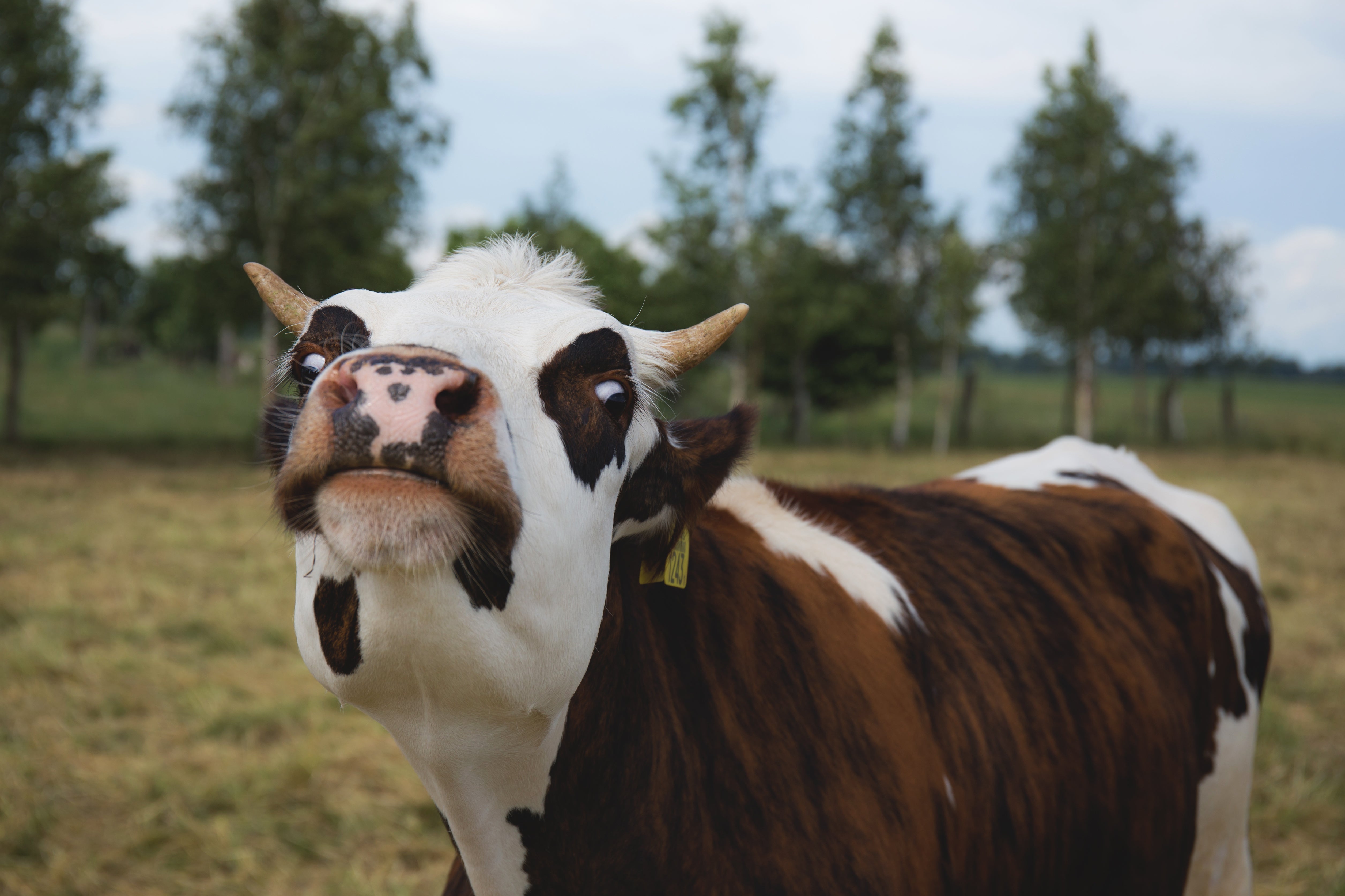 How Regenerative Grazing Is Restoring New Zealand’s Land