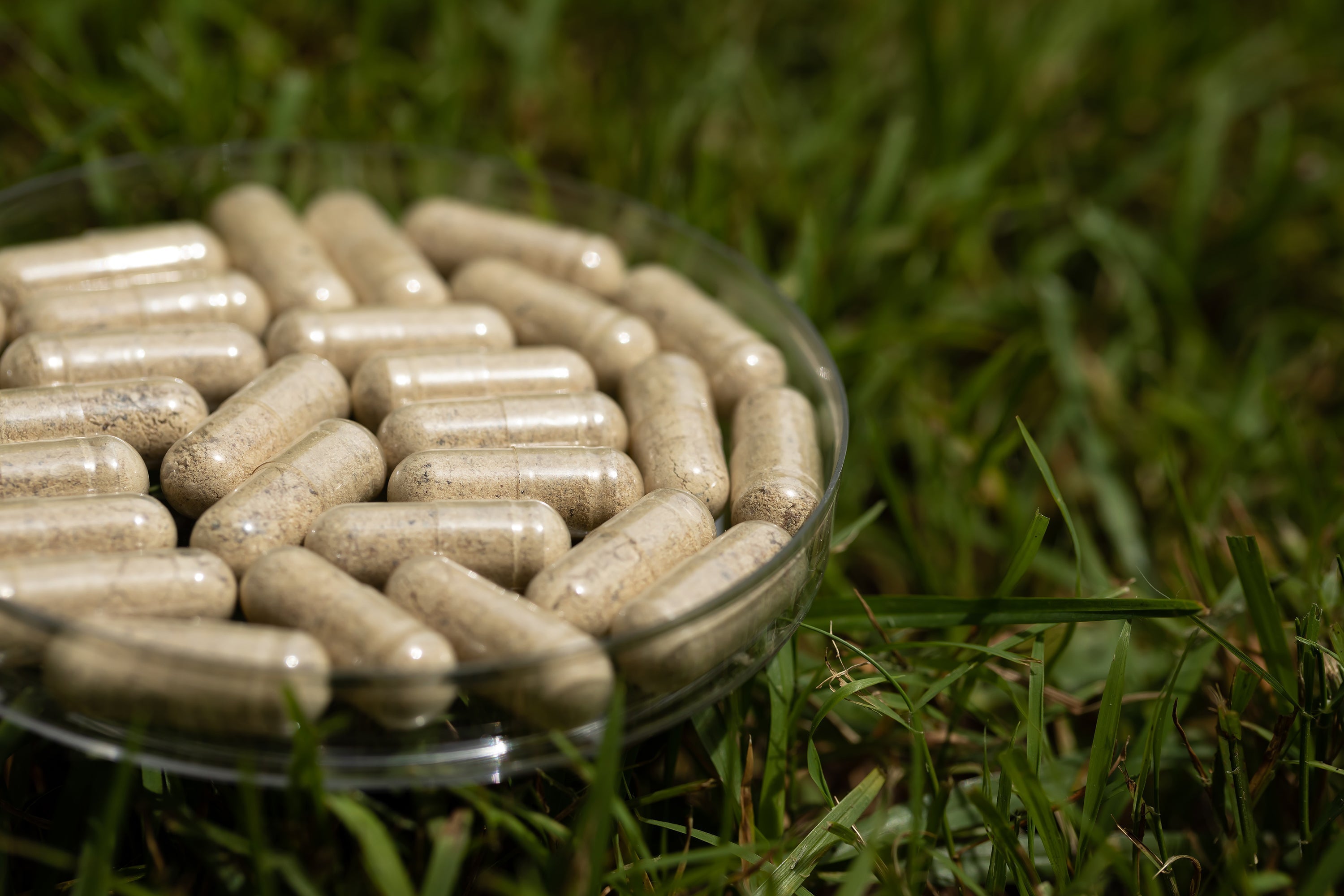 Freeze-dried, 100% grass-fed and finished beef organ supplements