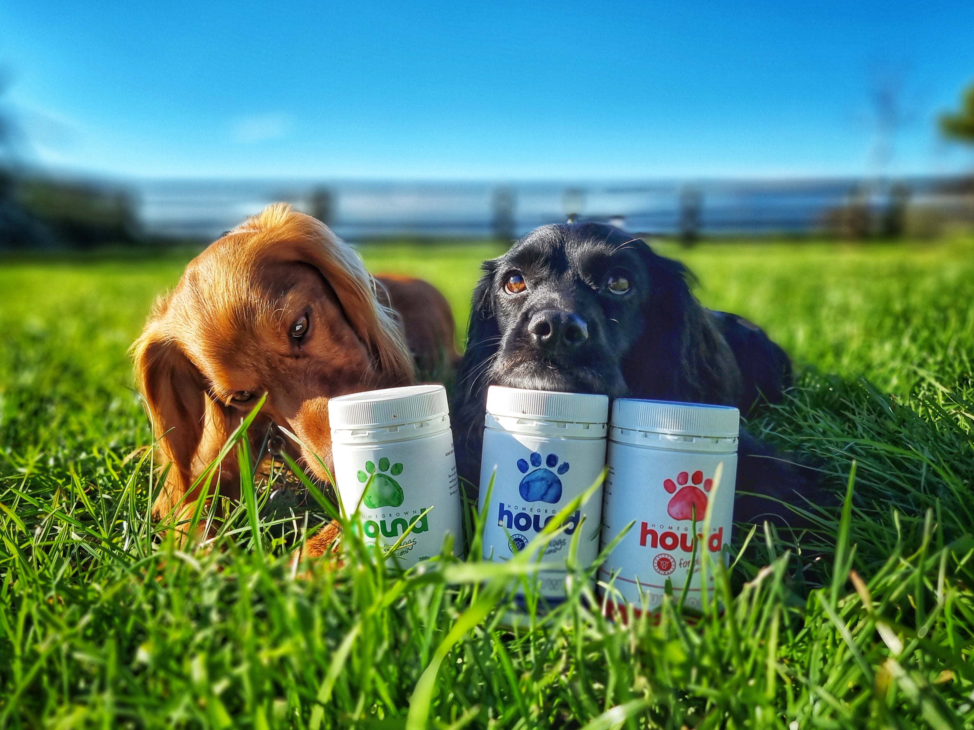 Dog Treats? Too much nutrition?