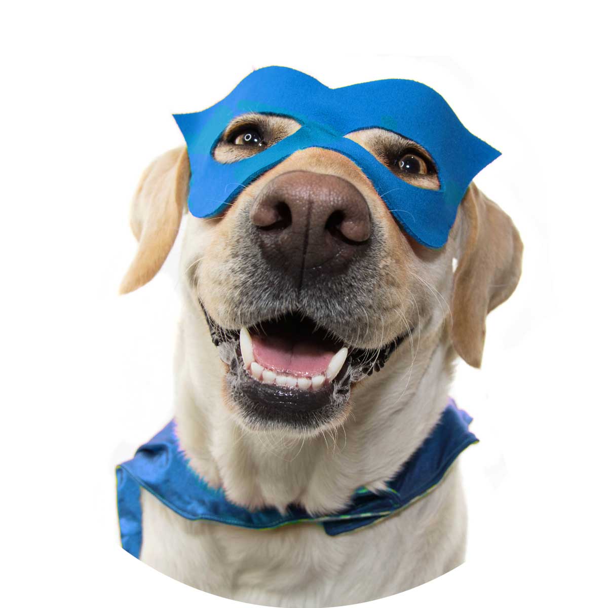 Super Hero dog picture