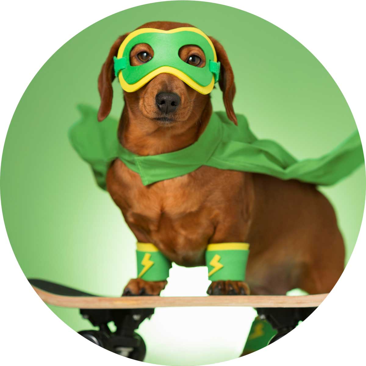 Super Hero Dog for Homegrown Primal