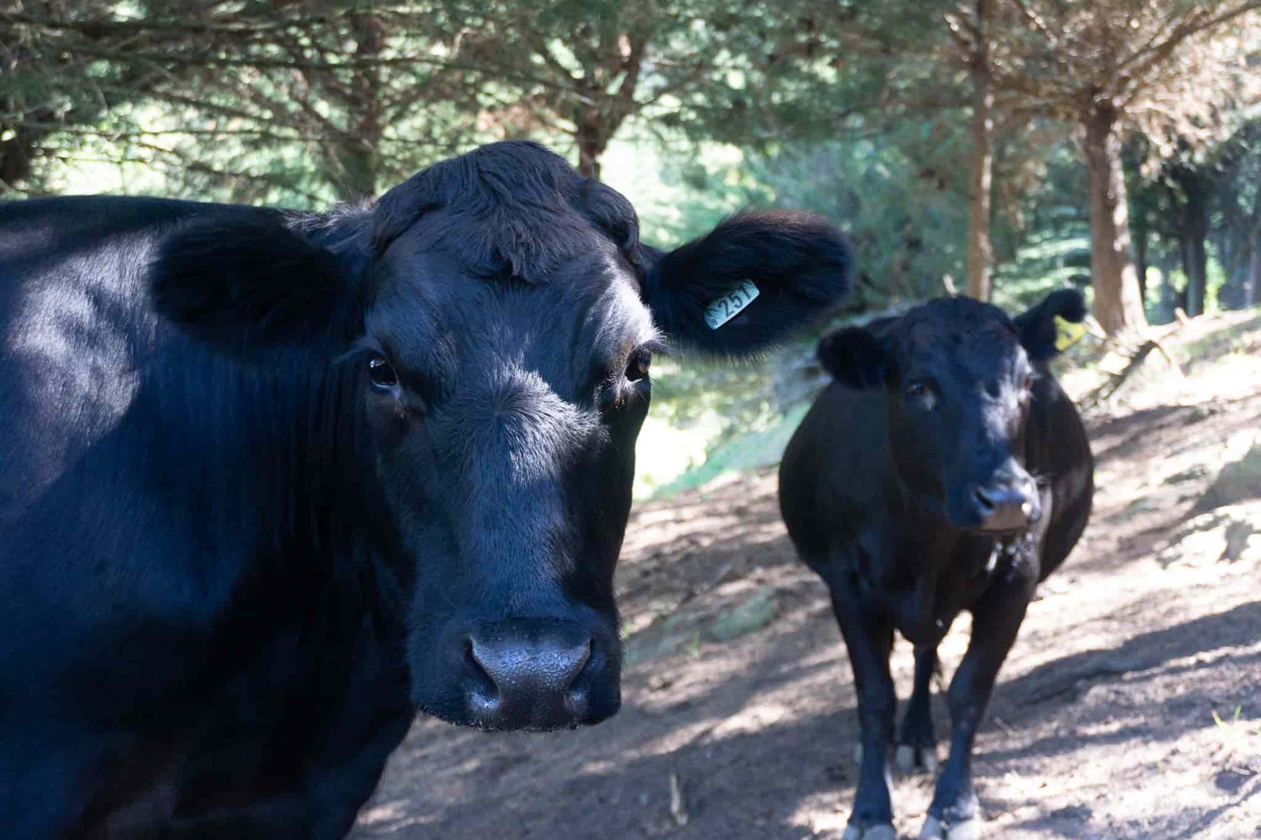 Two grass-fed cattle from Canterbury, New Zealand