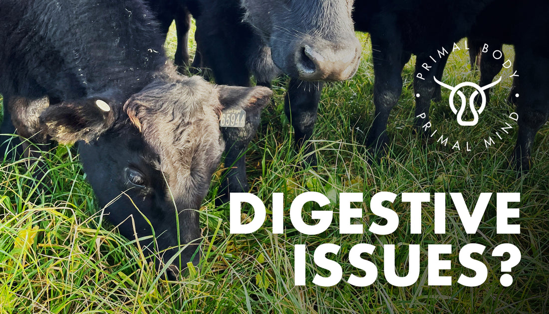 Digestion, how to optimise nutrient assimilation.