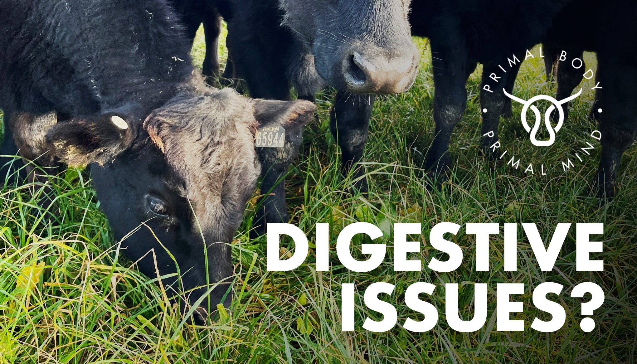 Digestion, how to optimise nutrient assimilation.