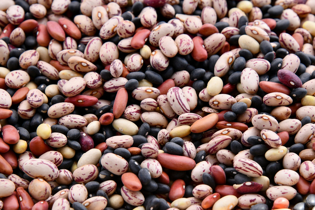 The Fibre Myth: Do Humans Really Need Fibre for Gut Health?