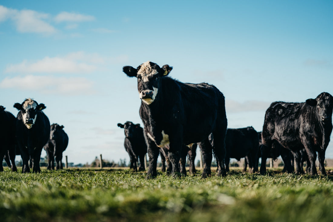 Why Regenerative Farming in New Zealand Matters.