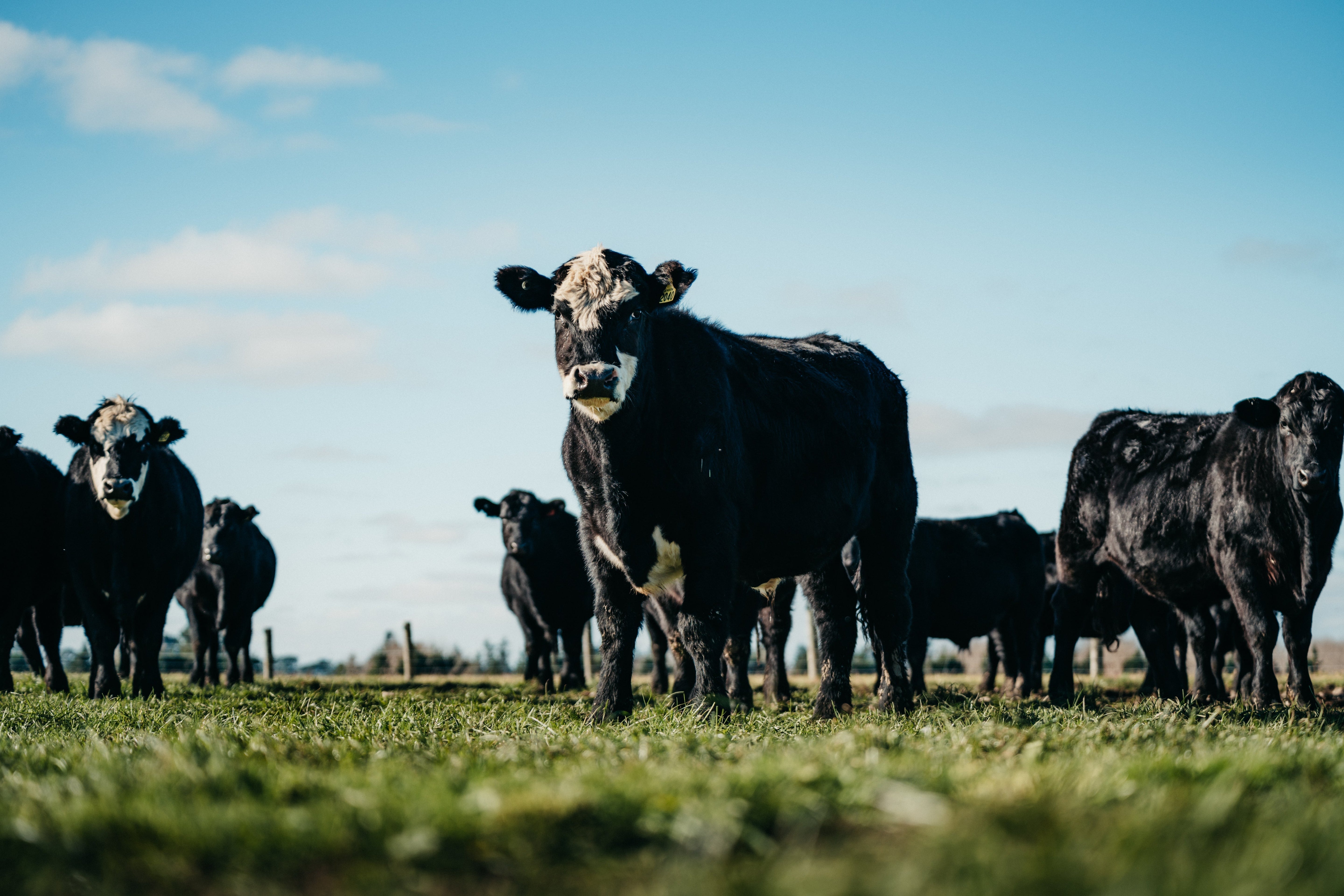 Why Regenerative Farming in New Zealand Matters