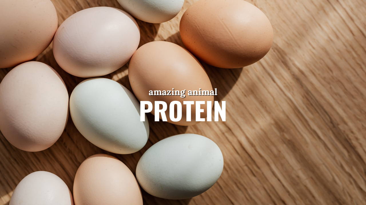 The 12 Essentials of Daily Protein:
