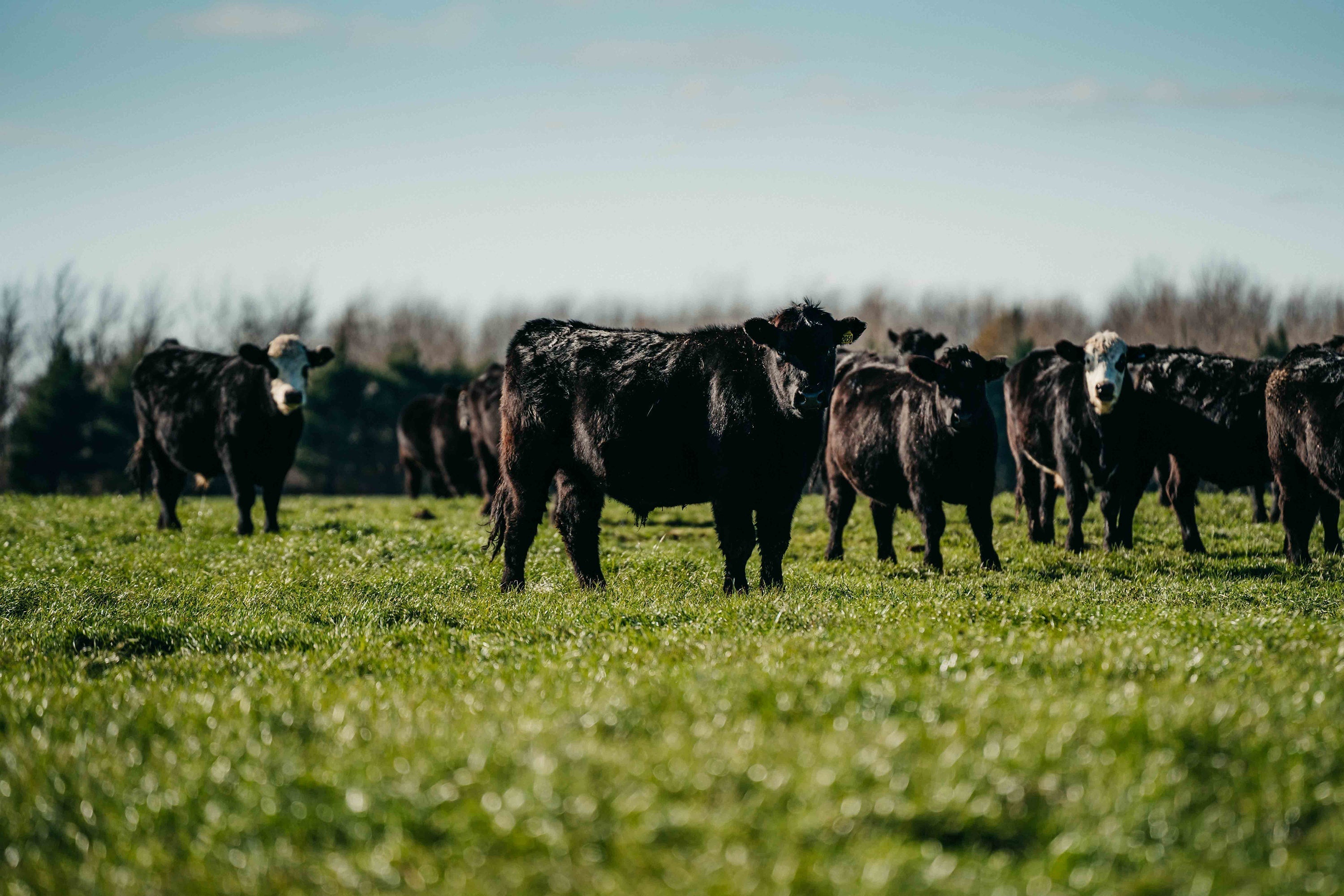 Grass-fed cattle grazing on open pasture, representing nutrient-dense food, regenerative farming, and nutrition that starts at the source.