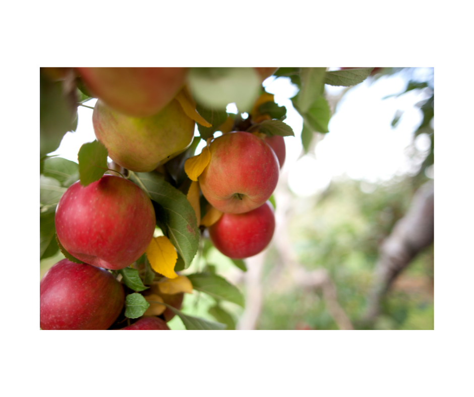 The Ancestral Lifestyle: How to Embrace Your Inner Hunter-Gatherer"