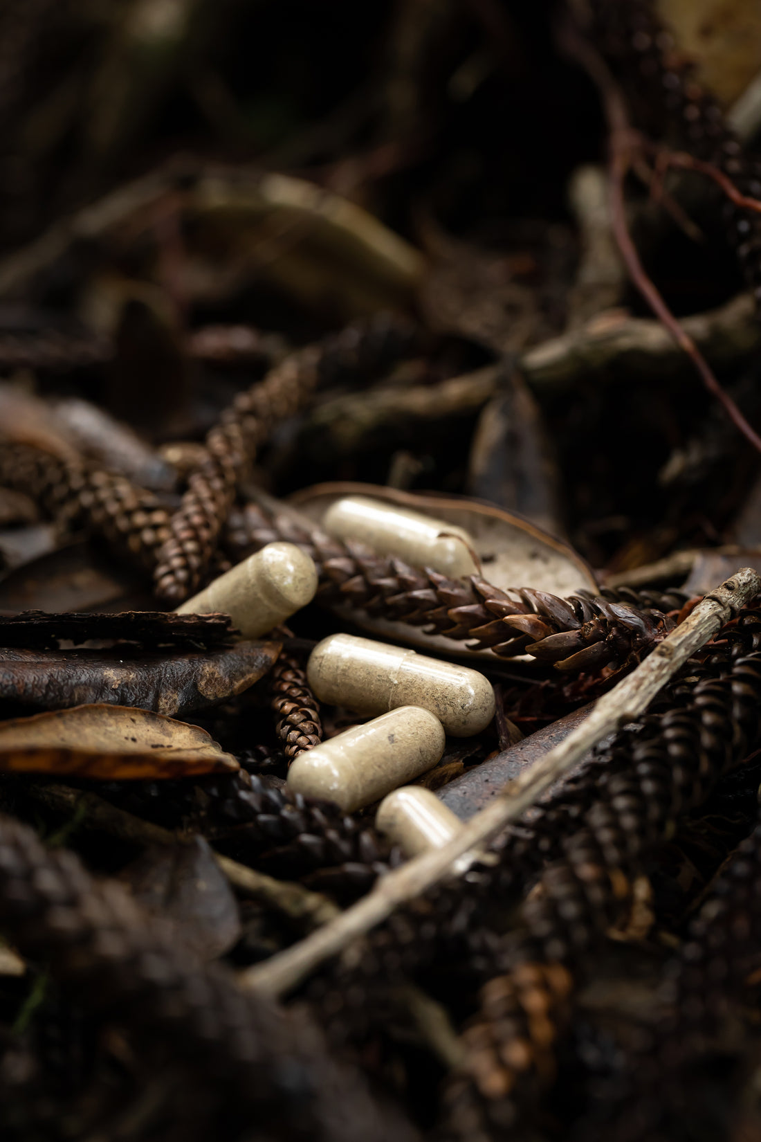 Homegrown Primal's Guide to Beef Organ Supplements